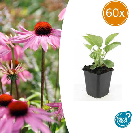 Rotblühender Scheinsonnenhut – Echinacea purpurea 'Magnus' – ↕10-25cm – Ø9cm – 60 Pflanzen – Purpur – Sonnenhut – Bienenfreundlich & Winterhart