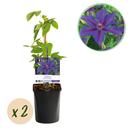 Kletterpflanze Clematis Mrs. N. Thompson – Lila Blüten – Wenig Pflege – 2 Pflanzen – 11 cm Höhe 40 cm – Für Garten, Balkon & Pergolen