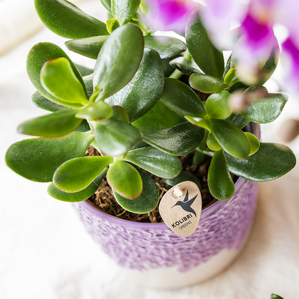 Ziertopf Bloom Lila – Blumentopf Ø12cm – Eleganter Übertopf mit Blütenstruktur – Design Pflanztopf in Violett für Zimmerpflanzen Kräuter & Deko