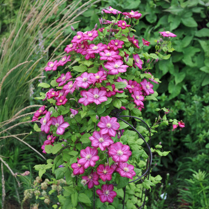 Kletterpflanze Clematis Ville de Lyon – Rosa Blüten – 2 Pflanzen – 11 cm x H40 cm – Winterhart & Pflegeleicht – Ideal für Garten, Balkon & Pergolen