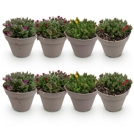 Bodendecker Delosperma Mix – 8 winterharte Pflanzen Ø14cm – Farben Rot, Gelb, Lila & Rosa – Pflegeleicht & trockenheitsresistent – Ideal für Garten, Beet, Balkon & Terrasse