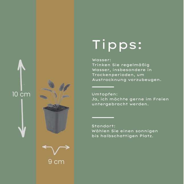 Sanguisorba officinalis Tanna – 12 Pflanzen – Ø9cm – Höhe 10-25cm – Winterharte Staude – Dunkelrosa Blütenähren