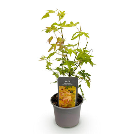 Ahorn Acer palmatum Orange Dream – 12cm – Höhe ca. 35cm – Orange – gelbes Laub & beeindruckende Herbstfarbe