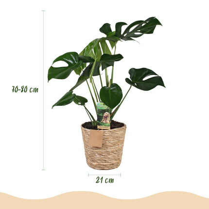 Monstera Deliciosa – 70-80cm – 21cm inkl. Naturkorb – Pflegeleichtes Fensterblatt