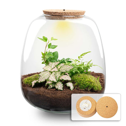 Flaschengarten Emma – Bausatz mit LED – Korkdeckel – Ø23cm ↕25cm – DIY Pflanzenterrarium mit Efeu, Farn & Fittonia Pink Tiger – Ökosystem aus Glas
