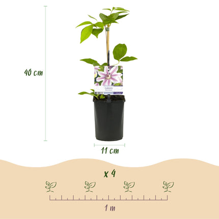 Kletterpflanze Clematis Nelly Moser – Rosa Blüten – Wenig Pflege – 2 Pflanzen – 11 cm Höhe 40 cm – Für Garten, Balkon & Pergolen