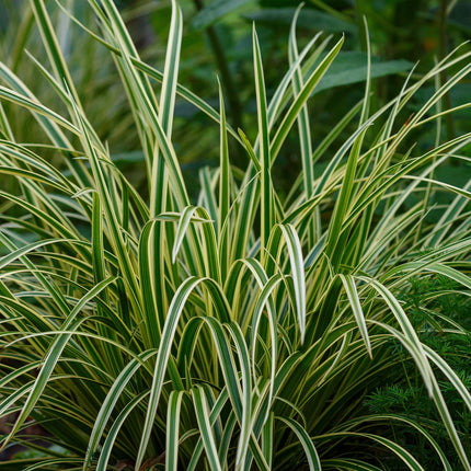 Weißrandige Segge Carex morrowii Ice Dance – 2 Pflanzen – Ø17cm – Immergrün, winterhart & pflegeleicht – Weiß-grüne Blätter – Höhe ca. 50cm – Frischer Look für Garten & Innenbereich