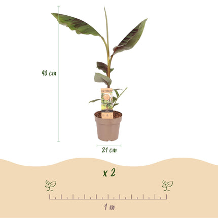 Japanische Faserbanane Musa Ever Red – Obstpflanze – Winterhart – Ø21cm – Höhe ca. 90cm – Rote Stängel & grüne Blätter