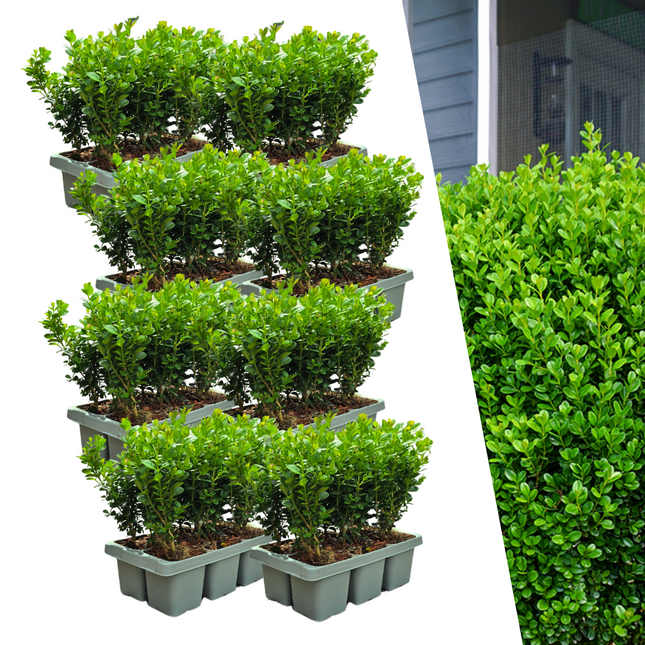 Buchsbaum – Buxus NewGen Freedom – 48 Pflanzen – ca. 15 cm hoch – Ø7 cm – kompakt & schnittverträglich – winterharte Immergrüne – ideal für Hecken & Formschnitt