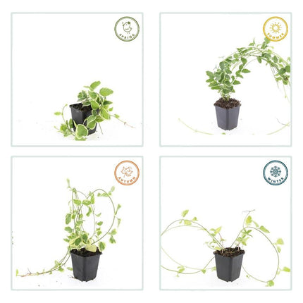 Kleines Immergrün Vinca major 'Variegata' – ↕10-25cm – Ø9cm – 40 Pflanzen – Immergrün & Bunt – Bodendecker – Schattentauglich – Pflegeleicht