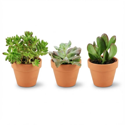 Mini Sukkulenten Mix – Ø8,1cm Terrakottatöpfe – Höhe 5-10cm – Pflegeleichte Zimmerpflanzen – Ideal für Fensterbank Büro & Wohnraum