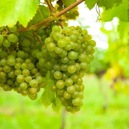 Weinrebe Vitis vinifera Frühzeit von der Laan – Weiße Traube – 2 Pflanzen – Obstpflanze – 15cm – Höhe 50cm
