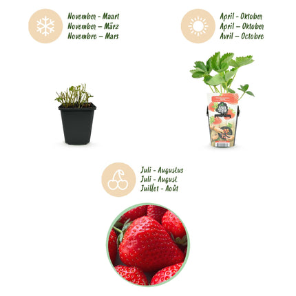 Erdbeerpflanzen Fragaria Elsanta winterhart 6 Pflanzen Höhe 30cm Ø9cm – Rote Erdbeere für Beet Balkon & Topf