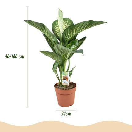 Dieffenbachia Tropic Snow Zimmerpflanze mit grauem Topf Ø21cm Höhe 90-100cm Pflegeleichte große Grünpflanze mit weiß