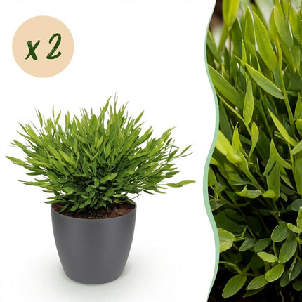 Bambus Pogonatherum Monica Zimmerpflanze 2er Set mit grauem Topf Ø12cm Höhe 20cm Haustierfreundliche Grünpflanze pflegeleicht für Zimmer & Büro