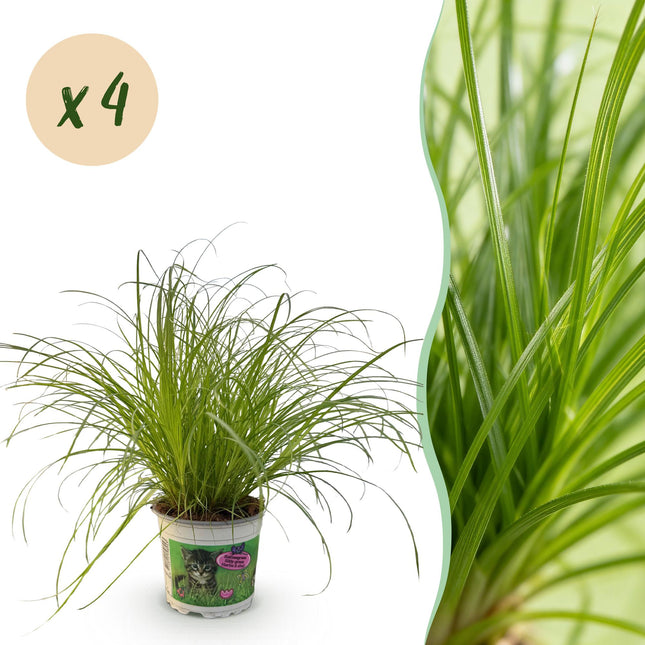 Cyperus alternifolius Zumula – 4 Pflanzen Set – Ø12cm Höhe 28-30cm – Katzengras mit fächerförmigen Blättern – Haustierfreundliche Zimmerpflanze