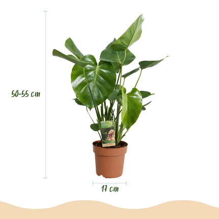 Monstera Deliciosa Fensterblatt Zimmerpflanze – Pflegeleichte Tropenpflanze 17cm – Höhe ca.50-55cm – Große Grünpflanze für Wohnzimmer & Büro