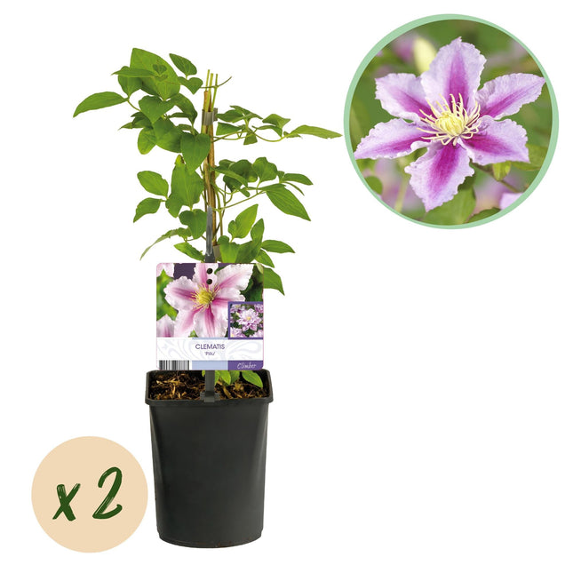 Kletterpflanze – Clematis Piilu – Rosa Blüten – 2 Pflanzen – 11cm – Höhe 40cm – Blüte Mai–September – Pflegeleicht & bienenfreundlich