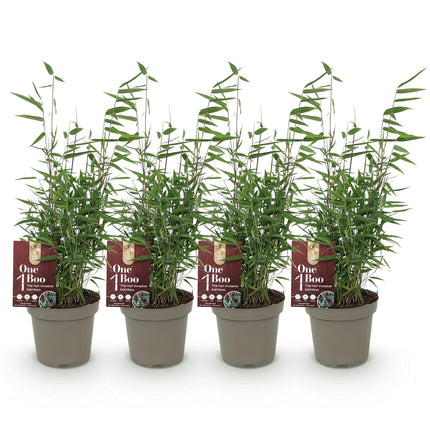 Bambus Fargesia Red Dragon – Immergrün – 4 Pflanzen – Nicht ausbreitend – Mit roten Stängeln – Für Hecke, Garten & Terrasse – Ø14cm Höhe ca. 35cm
