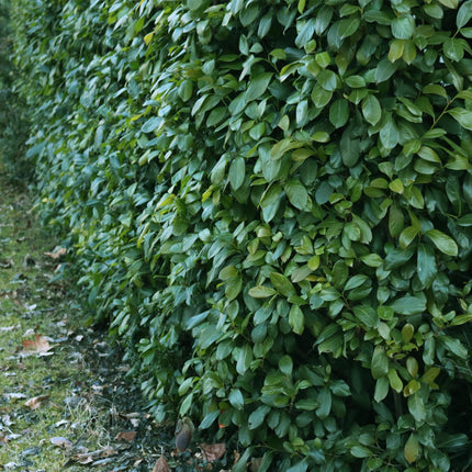 Kirschlorbeer Prunus laurocerasus Etna – Hecke – Blatt grün – 6 Pflanzen – 1 laufender Meter – Immergrün –  17cm x H50cm – Schnell wachsend & pflegeleicht