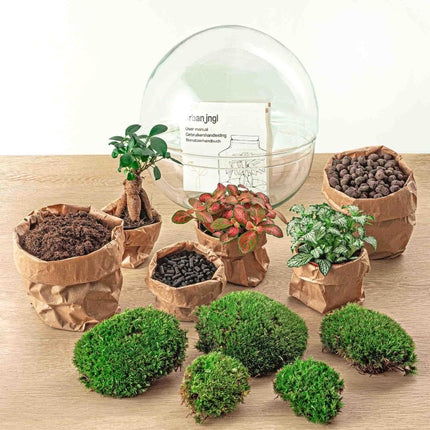 Flaschengarten DIY Bausatz Dome XL – Terrarium Ø30cm x H30cm – Selbstbewässerndes Pflanzterrarium mit Ficus Ginseng Bonsai & Fittonia – Do-It-Yourself Mini-Ökosystem