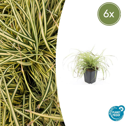 Gold Segge Carex oshimensis 'Evergold' – ↕10-25cm – Ø9cm – 6 Pflanzen – Bodendecker – Immergrün – Pflegeleicht – Schattentauglich