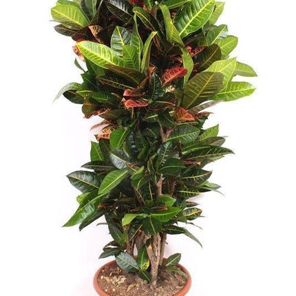 Codiaeum Petra – 180cm Zimmerpflanze – Bunter Wunderstrauch mit großen Blättern – Exotische Grünpflanze für Wohnzimmer Büro & Wintergarten