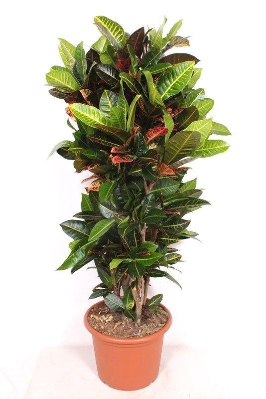 Codiaeum Petra – 180cm Zimmerpflanze – Bunter Wunderstrauch mit großen Blättern – Exotische Grünpflanze für Wohnzimmer Büro & Wintergarten
