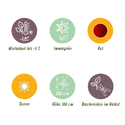 Bananenpflanze Ensete ventricosum Maurelli – 4 Pflanzen – Winterhart – Topf Ø12 cm, Höhe ca. 30 cm – Exotische Garten- und Terrassenpflanze – Farbenprächtige Blätter