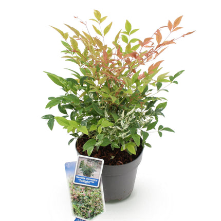 Heiliger Bambus Nandina Twilight – 17cm Höhe ca.45cm – Immergrün & farbwechselnd – Bunt rosa Laub – Pflegeleichter dekorativer Zierstrauch