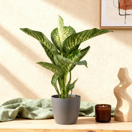 Dieffenbachia Tropic Snow Zimmerpflanze mit grauem Topf Ø21cm Höhe 90-100cm Pflegeleichte große Grünpflanze mit weiß