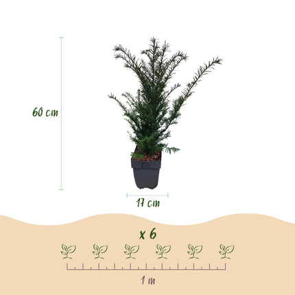 Europäische Eibe Taxus baccata – Immergrün – Heckenpflanze – 6 Pflanzen – 17 cm x H60 cm – pflegeleicht
