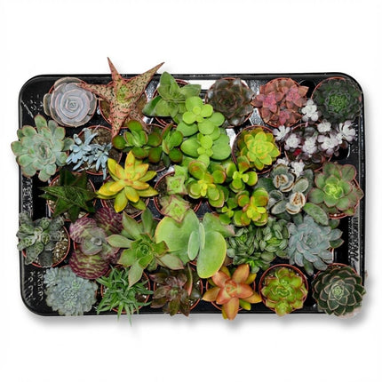 Mini Sukkulenten Mix – 30 Pflanzen – Ø5,5cm – Höhe 5-10cm – Pflegeleichte Zimmerpflanzen – Kleine Sukkulenten für Schalen Fensterbank & Deko