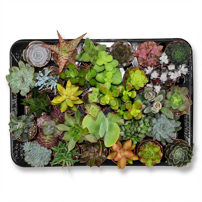 Mini Sukkulenten Mix – 30 Pflanzen – Ø5,5cm – Höhe 5-10cm – Pflegeleichte Zimmerpflanzen – Kleine Sukkulenten für Schalen Fensterbank & Deko