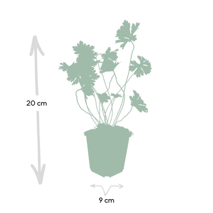 Geranium Rozanne – Blühender Bodendecker – 24 Pflanzen – ↕10–25cm – Ø9cm – Langanhaltende Blüte von Mai bis Herbst – Pflegeleicht & winterhart – Für Beete, Rabatten & Kübel