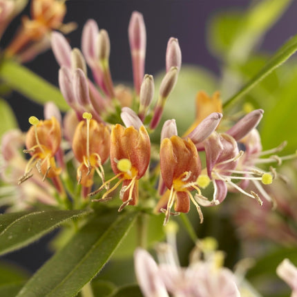 Geißblatt Lonicera henryi – 2 Pflanzen – Rosa Blüte – Schnellwachsende, duftende Kletterpflanze – Pflegeleicht & winterhart