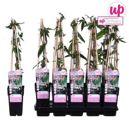 Geißblatt - Lonicera henryi - Immergrüne Kletterpflanze - Ø15cm - Höhe 65cm - Duftende Blüten für Garten, Terrasse & Balkon