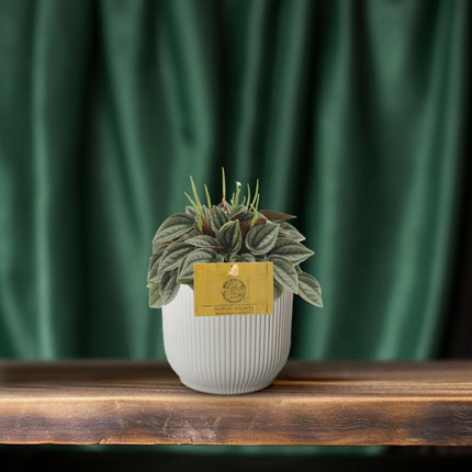 Peperomia Napoli Nights – Zimmerpflanze – Ø10,5cm – ca. 15cm hoch – Pflegeleichte, luftreinigende Sukkulente – Für Wohnung & Büro