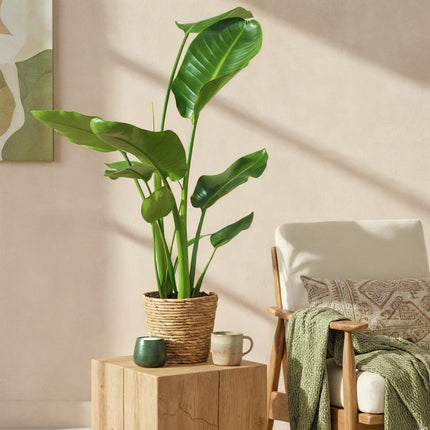 Strelitzia Nicolai – Paradiesvogelblume – 2 Pflanzen – 70-90cm – 17cm – Tropische Zimmerpflanze mit großen grünen Blättern – inkl. Korb
