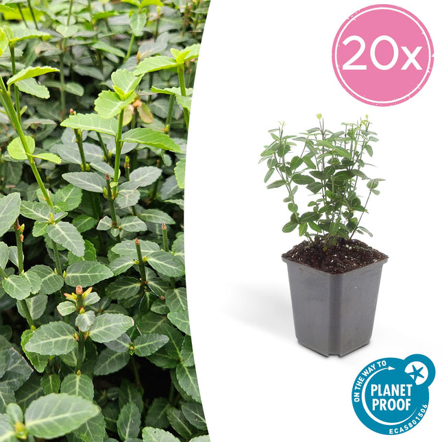 Immergrüne Kriechspindel – Euonymus fortunei radicans – ↕10-25cm – Ø9cm – 20 Pflanzen – winterhart & pflegeleicht