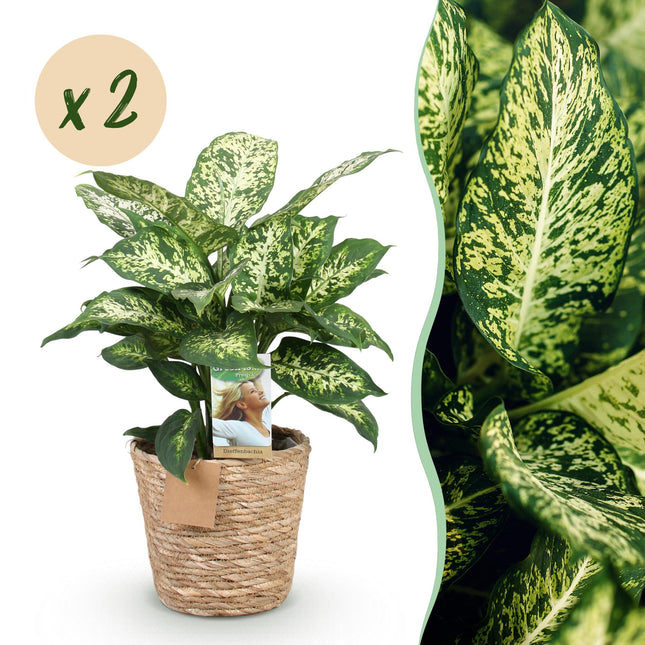 Dieffenbachia Compacta – 2 pflegeleichte Zimmerpflanzen im dekorativen Korb – 17cm – Höhe 45-50cm – Bunte Grünpflanzen für Innenräume