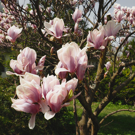 Tulpen – Magnolie Magnolia Soulangiana – Strauch/Baum – Blüten Hellrosa – Frühjahrsblüher – Pflegeleicht – 17cm Höhe 45cm – Für Garten & Terrasse