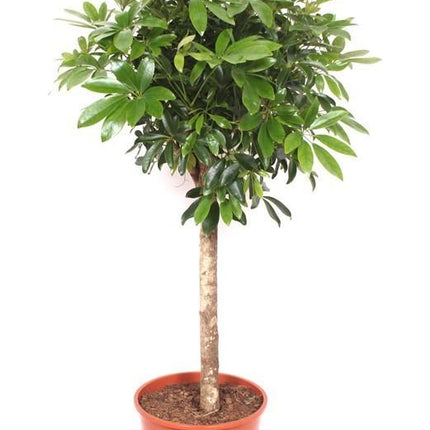 Schefflera – 150cm große Zimmerpflanze – Luftreinigende Strahlenaralie – Pflegeleichte Grünpflanze für Wohnzimmer Büro Wintergarten