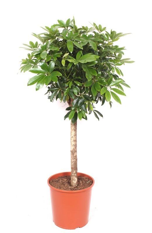 Schefflera – 150cm große Zimmerpflanze – Luftreinigende Strahlenaralie – Pflegeleichte Grünpflanze für Wohnzimmer Büro Wintergarten