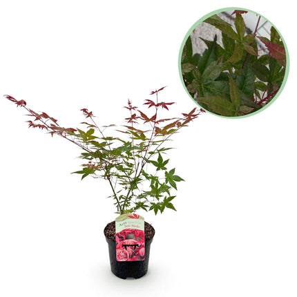 Japanischer Ahorn Acer palmatum Beni Maiko – Rote Balkonpflanze – Ø19cm – Höhe ca. 70cm – Kompakter Zierahorn für Beet & Terrasse
