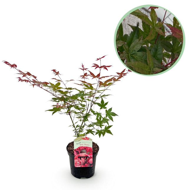 Japanischer Ahorn Acer palmatum Beni Maiko – Rote Balkonpflanze – Ø19cm – Höhe ca. 70cm – Kompakter Zierahorn für Beet & Terrasse