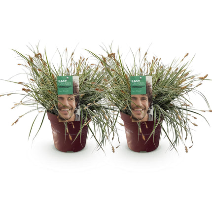 Grünweiße Segge Carex oshimensis Everest – 2 Pflanzen – Ø17cm – Immergrün, winterhart & pflegeleicht – Weiß-grüne Blätter – Höhe ca. 50cm – Vielseitig & langlebig