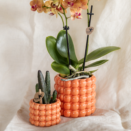 Pflanzenset Poppy Orange – Orange Phalaenopsis Orchidee Jamaica & Stapelia Sukkulente – Inklusive dekorative Keramiktöpfe – 2-Set Zimmerpflanzen – Farbe & Stil für Zuhause