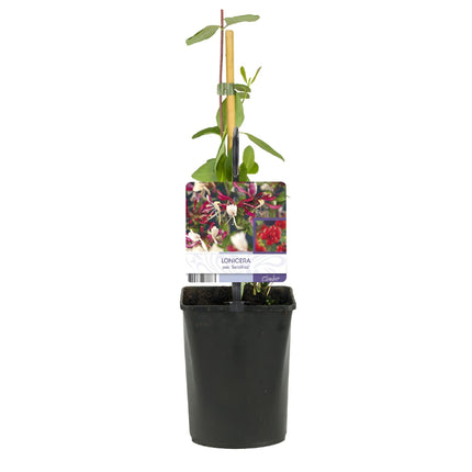 Kletterpflanze Lonicera Serotina – Rosa – Weiße Blüten – Spätsommerblüte – 2 Pflanzen – 11cm x H40cm – Winterhart & Pflegeleicht
