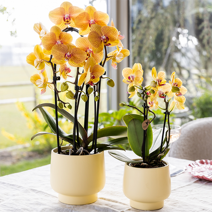 Phalaenopsis Orchidee Sunny Bunny – Ø12cm – Gelb-Rosa blühende Zimmerpflanze – Niagara Fall Kollektion – Blühende Orchidee frisch vom Züchter